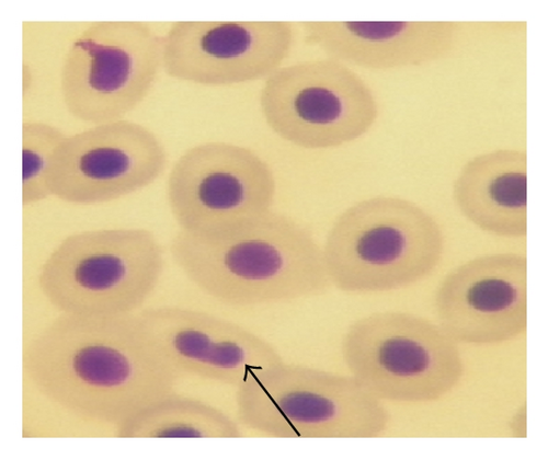 Details are in the caption following the image