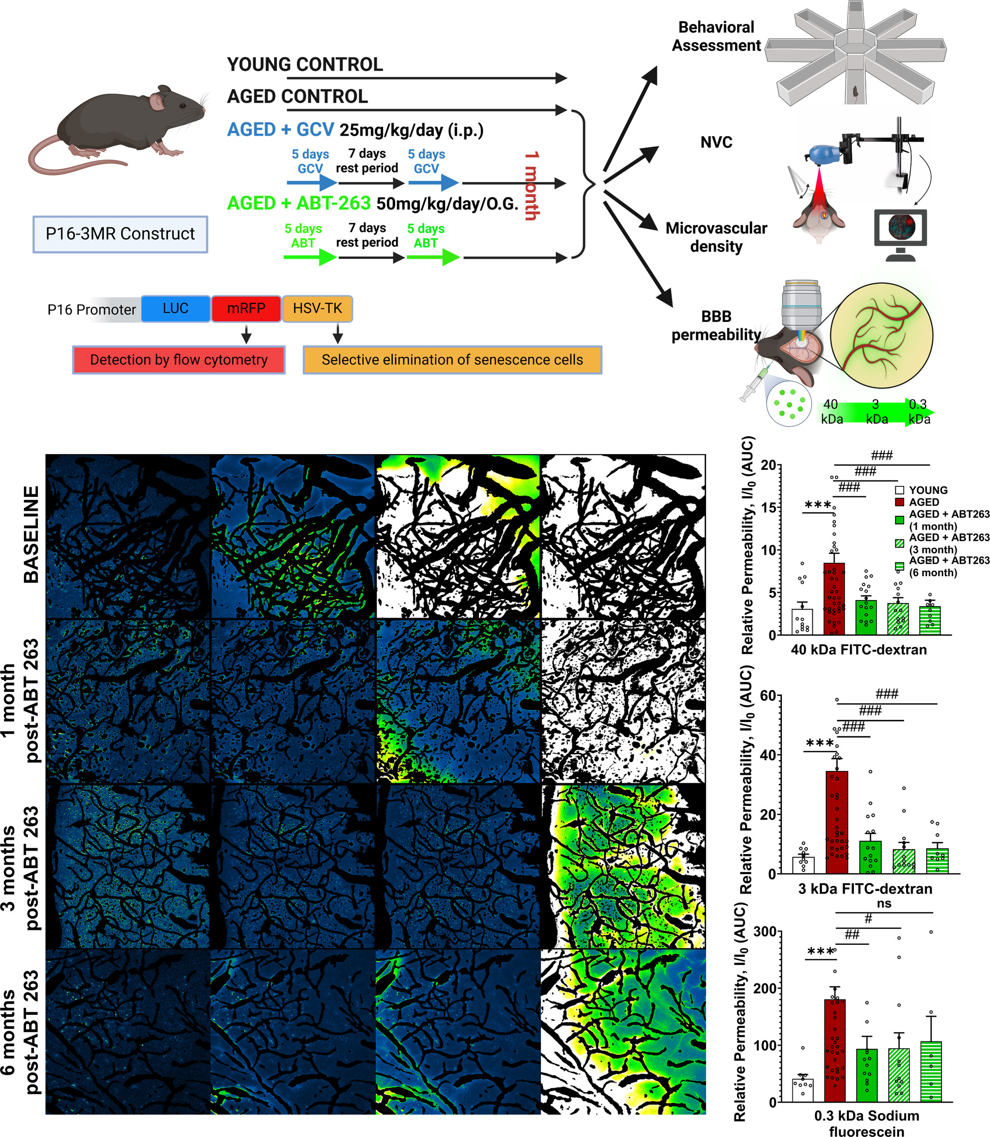 Senescent Endothelial Cells in Cerebral Microcirculation Are Key Drivers of Age-Related Blood–Brain Barrier Disruption, Microvascular Rarefaction, and Neurovascular Coupling Impairment in Mice