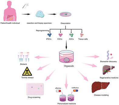 Organoids: The current status and biomedical applications