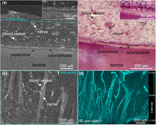 Details are in the caption following the image Details are in the caption following the image