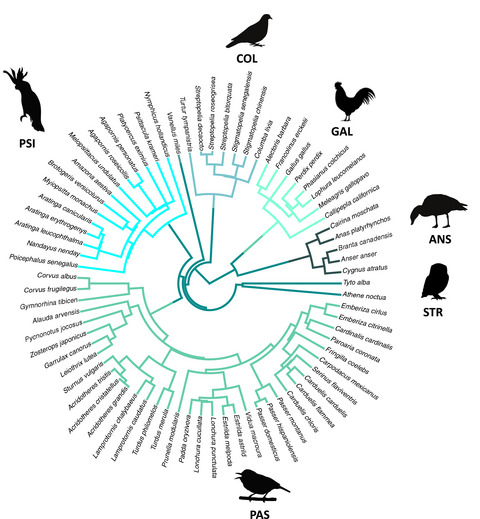 A test of Darwin’s naturalization conundrum in birds reveals enhanced invasion success in the presence of close relatives