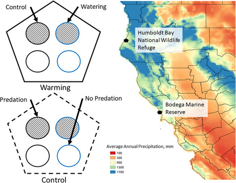 Effects of experimental watering but not warming on herbivory vary across a gradient of precipitation