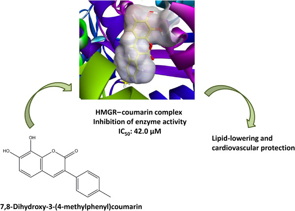 Investigation of HMG-CoA reductase inhibitory and antioxidant effects of various hydroxycoumarin derivatives