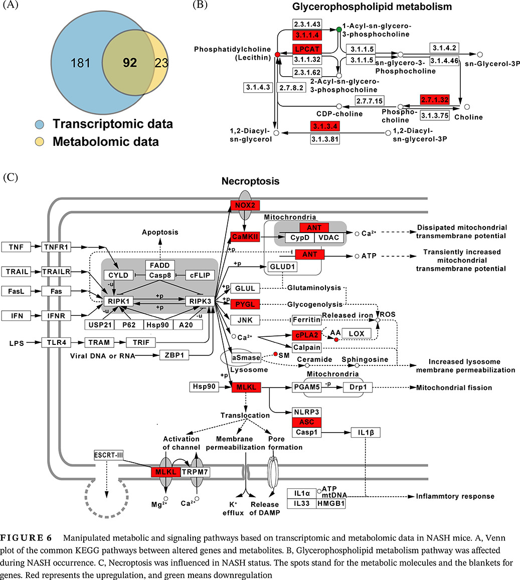 Integrative analysis of hepatic metabolomic and transcriptomic data reveals potential mechanism of nonalcoholic steatohepatitis in high-fat diet–fed mice 高脂饮食小鼠的肝脏代谢组学及转录组学联合分析揭示非酒精性脂肪肝炎的潜在机制
