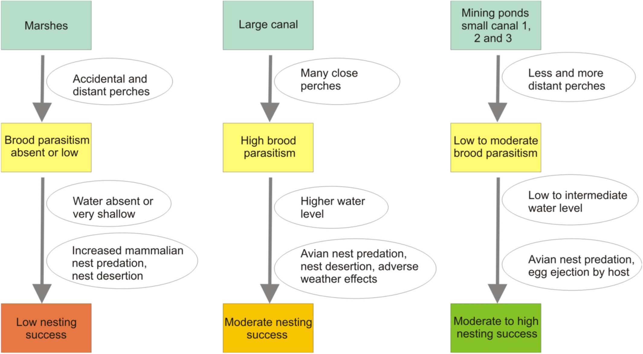 The role of reed management and habitat quality on brood parasitism and chick survival of the brood parasitic Common Cuckoo
