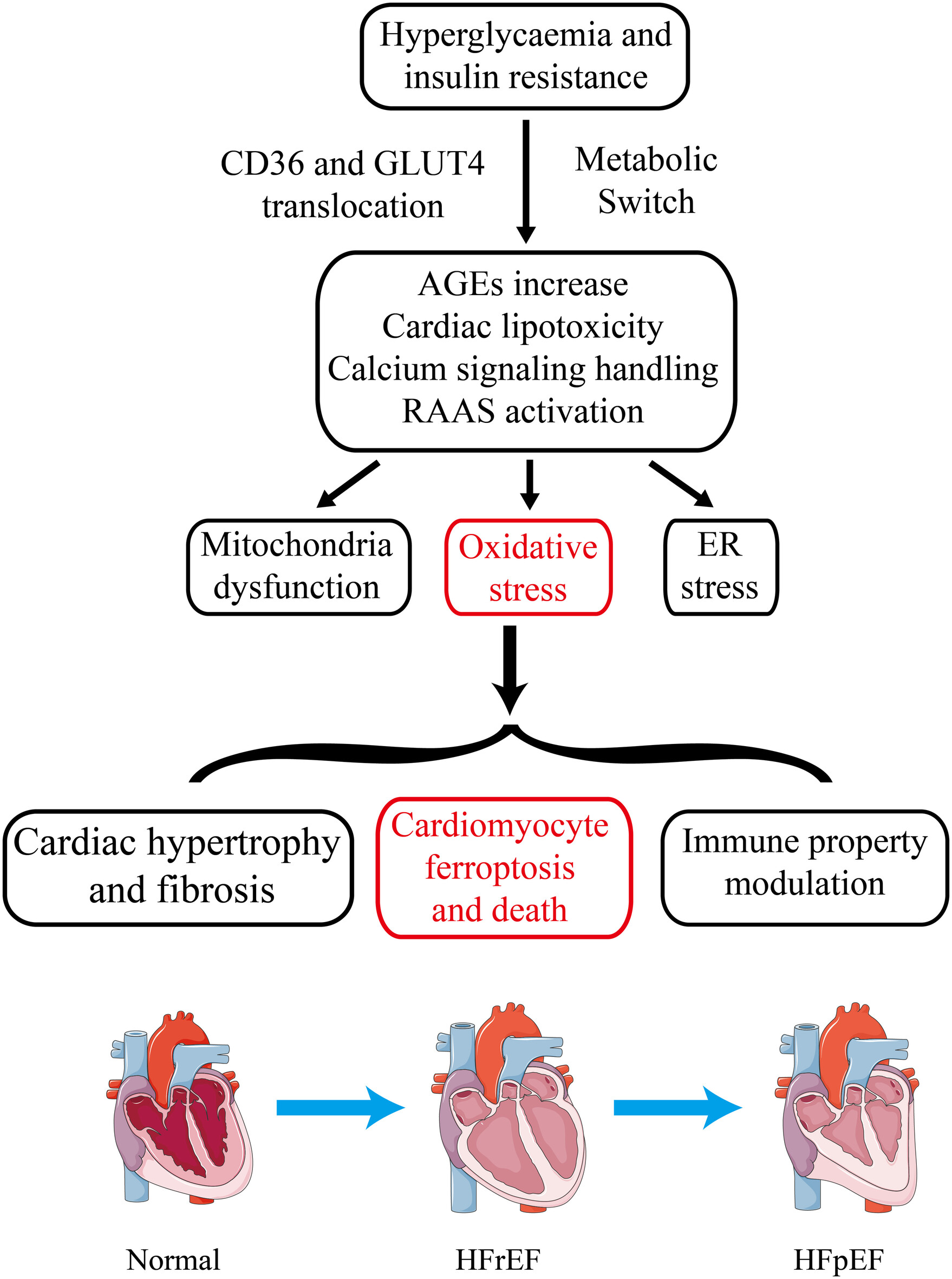 Potential Significance of Targeting Ferroptosis for Intervention of Diabetic Cardiomyopathy Issue 6, 2025