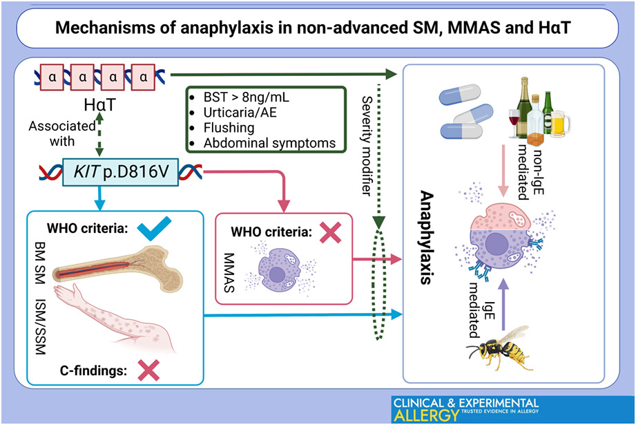 Clonal mast cell disorders and hereditary α-tryptasemia as risk factors for anaphylaxis