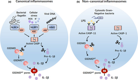 Emerging insights on the role of gasdermins in infection and inflammatory diseases