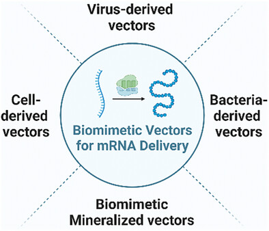 Delivery of mRNA Using Biomimetic Vectors: Progress and Challenges