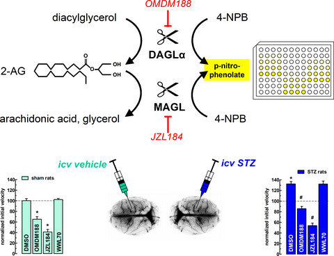 An optimized spectrophotometric assay reveals increased activity of enzymes involved in 2-arachidonoyl glycerol turnover in the cerebral cortex of a rat model of Alzheimer’s disease