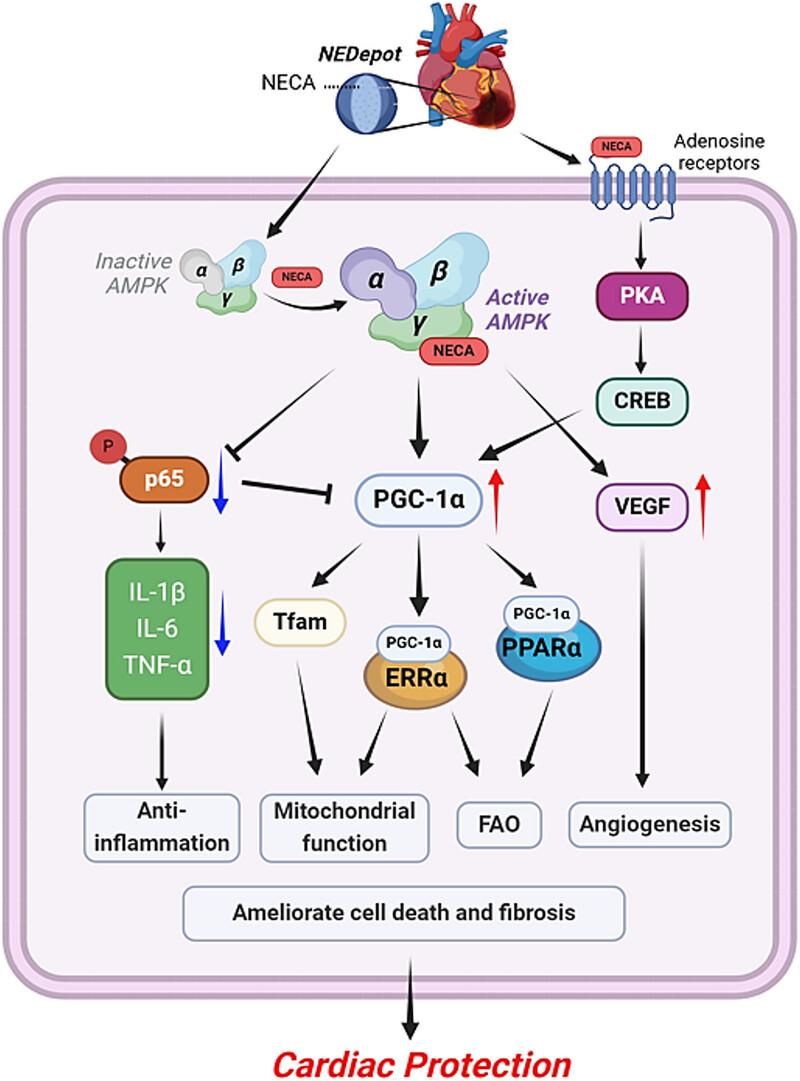 Single local delivery of 5′-(N-ethylcarboxamido)adenosine depots ameliorates myocardial infarction-induced cardiac dysfunction via the enhancement of mitostasis