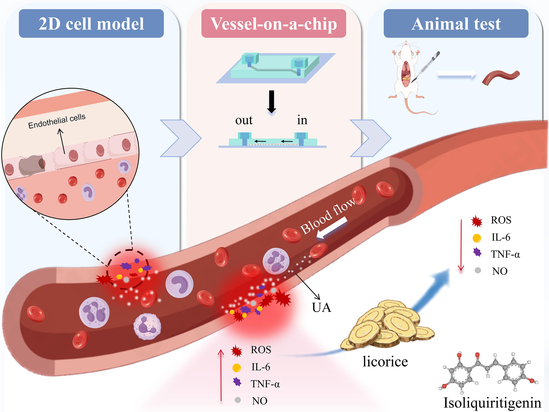 Isoliquiritigenin Promotes the Repair of High Uric Acid-Induced Vascular Injuries