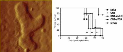 Antitumor Activity and Prolonged Survival by Carbon-Nanotube-Mediated Therapeutic siRNA Silencing in a Human Lung Xenograft Model