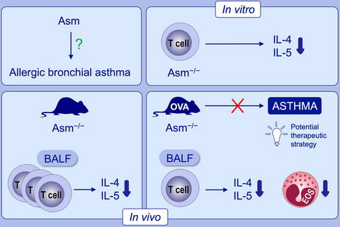 Acid sphingomyelinase regulates TH2 cytokine release and bronchial asthma
