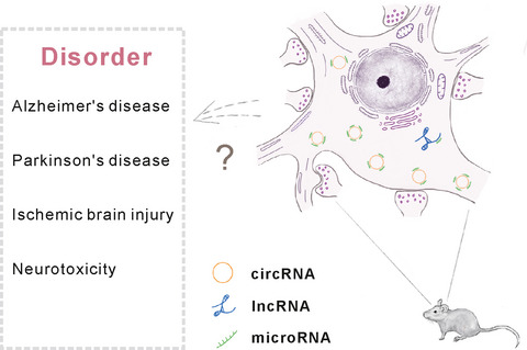 Current status and potential role of circular RNAs in neurological disorders