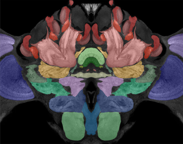 3D atlas of cerebral neuropils with previously unknown demarcations in the honey bee brain