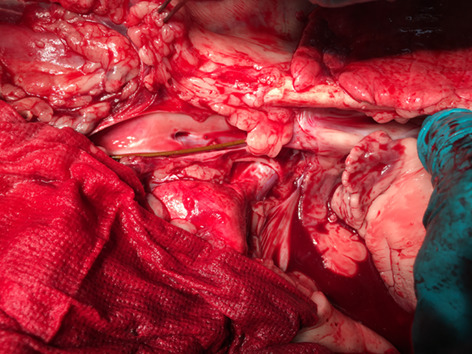 Joint time-frequency analysis of visible laser reflections in a sheep heart