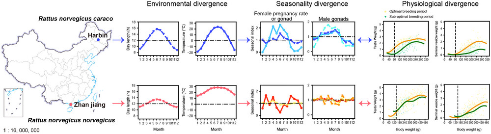 Adaptive divergence in reproductive seasonality and underlying physiological features fit Rattus norvegicus to live as opportunistic breeders