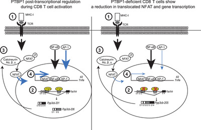 Polypyrimidine tract binding protein 1 regulates the activation of mouse CD8 T cells