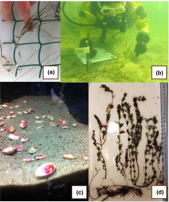 Root puppet masters: Infauna shift trait-productivity relationships in submerged aquatic vegetation communities