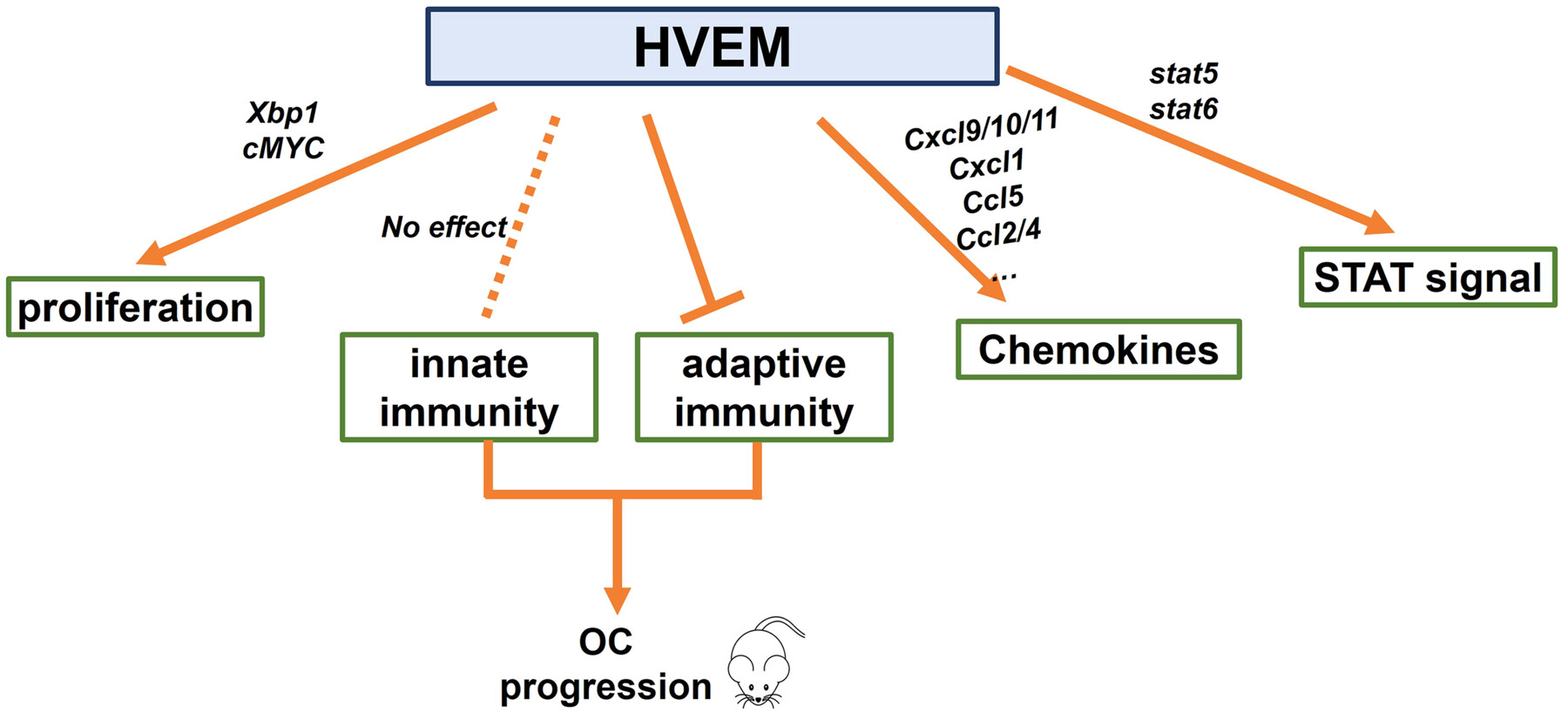 Tumor Cell-Expressed Herpesvirus Entry Mediator Regulates Proliferation and Adaptive Immunity in Ovarian Cancer