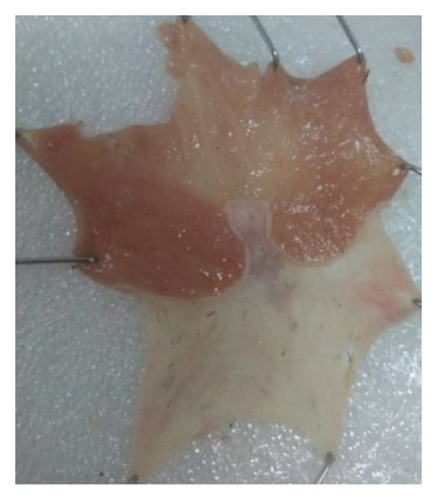 Details are in the caption following the image Details are in the caption following the image
