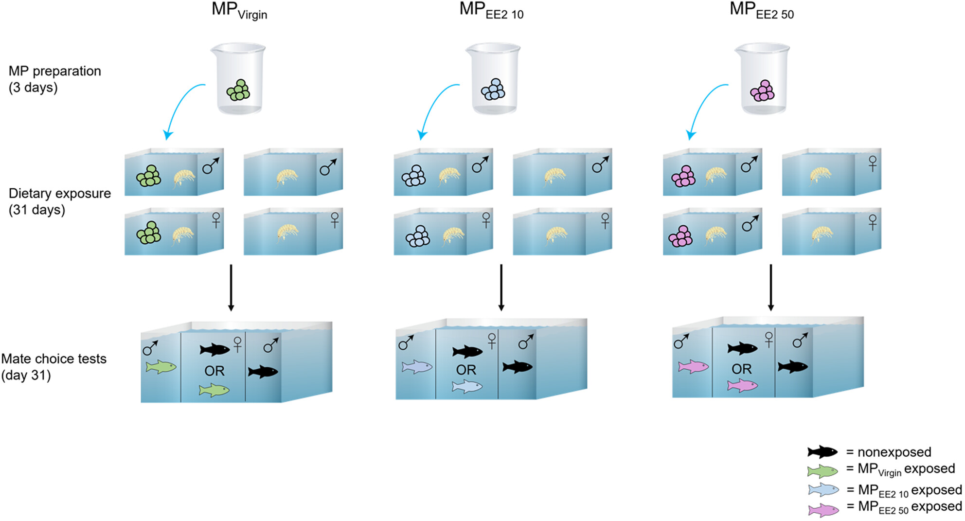Independent and synergistic effects of microplastics and endocrine-disrupting chemicals on the reproductive social behavior of fathead minnows (Pimephales promelas)