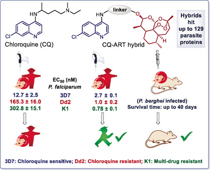 Artemisinin–(Iso)quinoline Hybrids by C−H Activation and Click Chemistry: Combating Multidrug-Resistant Malaria