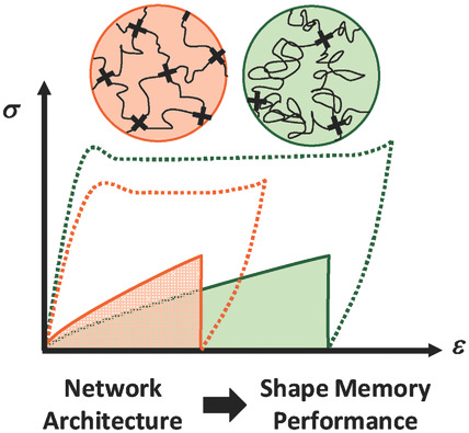 Semicrystalline Shape-Memory Elastomers: Effects of Molecular Weight, Architecture, and Thermomechanical Path