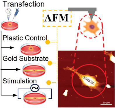 Effect of Brief Electrical Stimulation on Cell Biomechanics in Hereditary Sensory Neuropathy