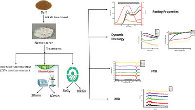 Influence of Heat Moisture, Ultrasonication, and Gamma Irradiation on Pasting, Thermal, Morphological, and Physicochemical Properties of Indian Teff (Eragrostis tef) Starch