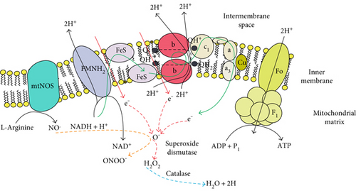 Details are in the caption following the image Details are in the caption following the image