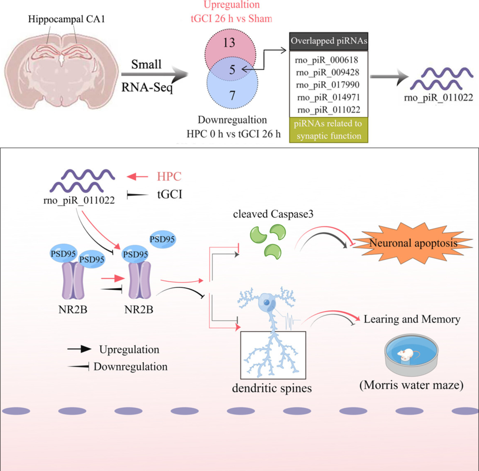 Hypoxic Postconditioning Offers Neuroprotection Against Transient Cerebral Ischemia via Down-Regulation of rno_piR_011022