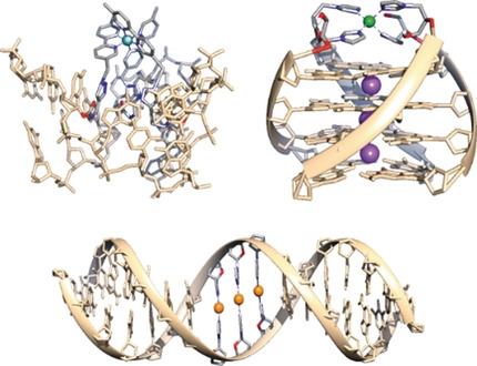 Metallmodifizierte Nukleinsäuren: Metallvermittelte Basenpaare, -tripel und -tetraden