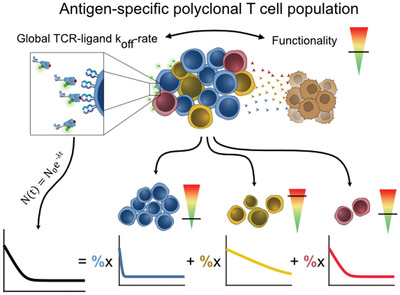 Global koff-rates of polyclonal T-cell populations merge subclonal avidities and predict functionality