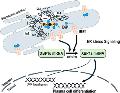 Differential Induction of Endoplasmic Reticulum Stress Signaling by Antibody Isotypes: Implications for Plasma Cell Differentiation