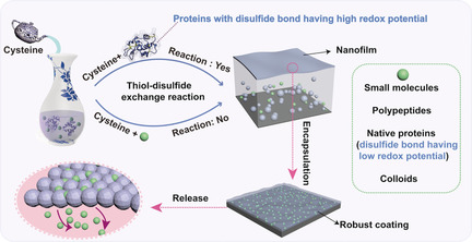 The Synthesis of a 2D Ultra-Large Protein Supramolecular Nanofilm by Chemoselective Thiol–Disulfide Exchange and its Emergent Functions