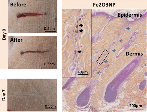 Details are in the caption following the image Details are in the caption following the image