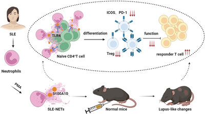 Neutrophil Extracellular Traps Participate in the Pathogenesis of Lupus Through S100A10-Mediated Regulatory T-Cell Differentiation and Functional Abnormalities
