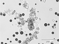 Influence of Caffeine on the Crystallization Behavior of Sugar