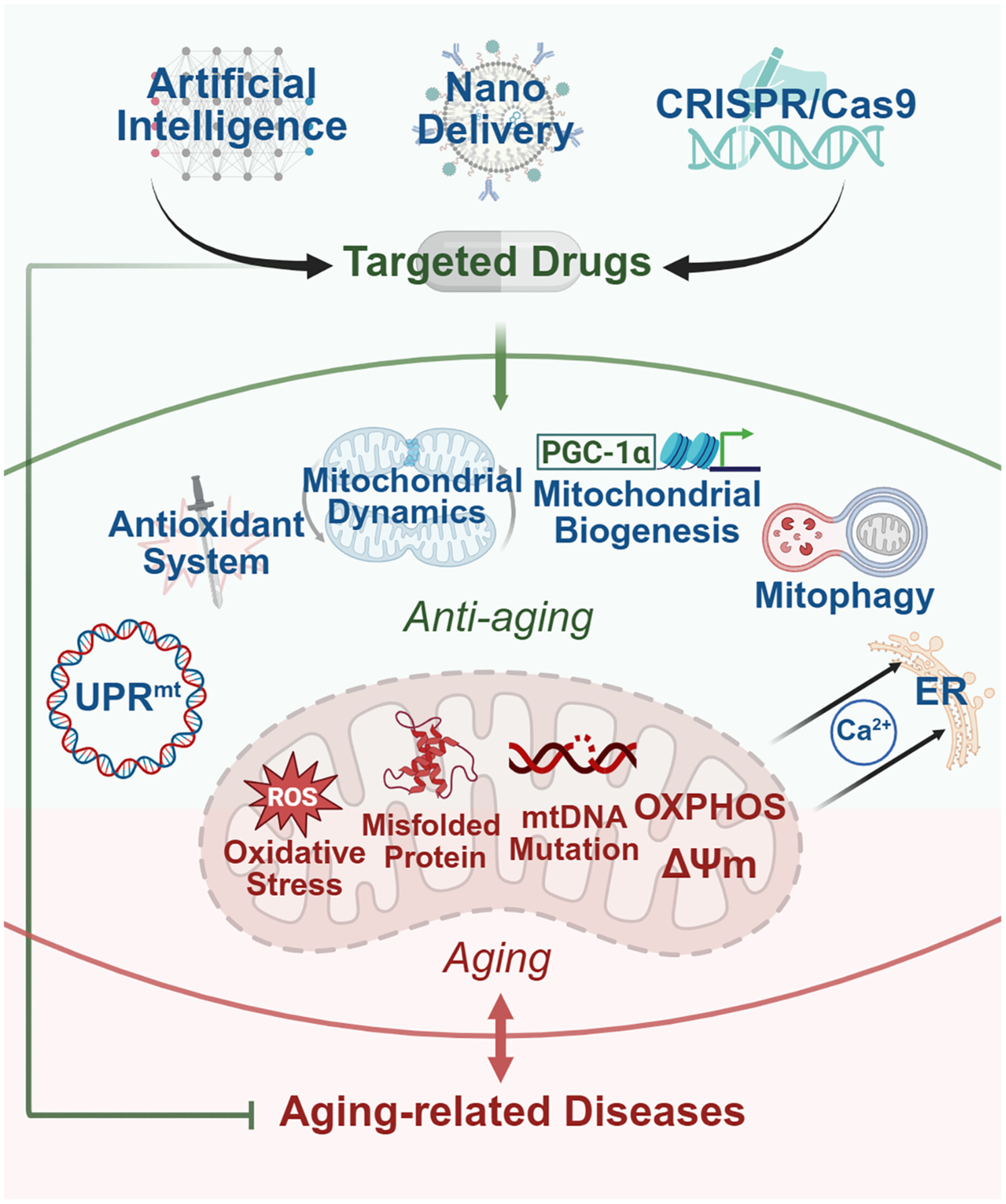 Mitochondrial Dysfunction in Aging: Future Therapies and Precision Medicine Approaches Issue 3, 2025
