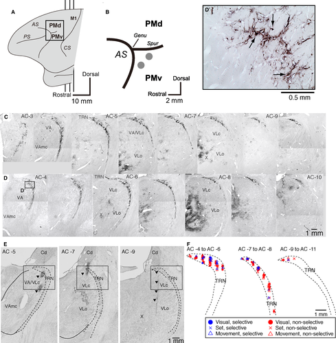 Details are in the caption following the image Details are in the caption following the image