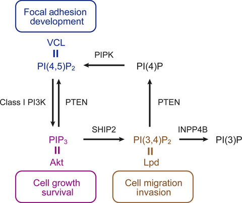 PI(3,4)P2 plays critical roles in the regulation of focal adhesion dynamics of MDA-MB-231 breast cancer cells