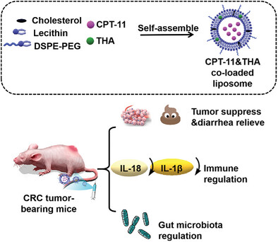 Nanoscale Liposomes Co-Loaded with Irinotecan Hydrochloride and Thalidomide for Colorectal Cancer Synergistic Therapy