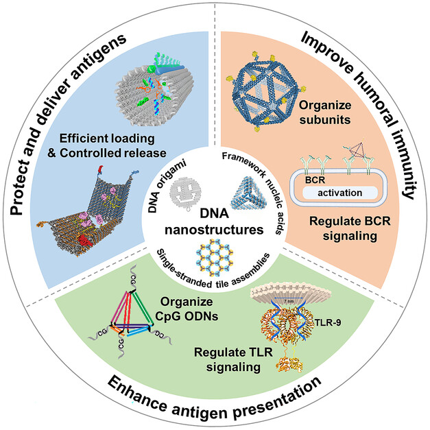 DNA Nanostructures: Self-Adjuvant Carriers for Highly Efficient Subunit Vaccines