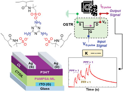 Trivalent Ionic Molecular Bridges as Efficient Charge-Trapping Method for All-Solid-State Organic Synaptic Transistors toward Neuromorphic Signal Processing Applications