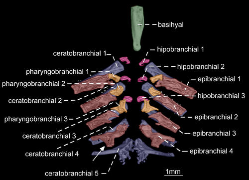 Details are in the caption following the image Details are in the caption following the image