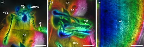 Details are in the caption following the image Details are in the caption following the image