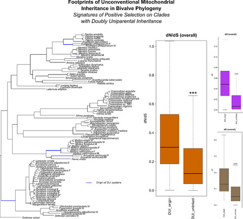Footprints of unconventional mitochondrial inheritance in bivalve phylogeny: Signatures of positive selection on clades with doubly uniparental inheritance