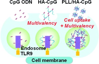 Multivalent Polymer Nanocomplex Targeting Endosomal Receptor of Immune Cells for Enhanced Antitumor and Systemic Memory Response